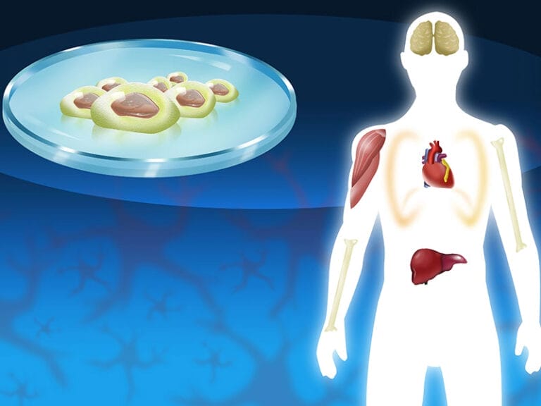 Illustration of human organs and brain with lab dish of cells, depicting biological or medical research.